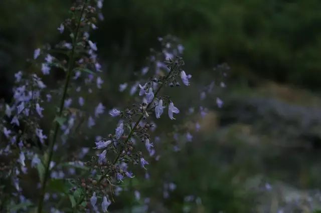 生长在农村的这80种花草好看还很有用一竞技平台(图68)