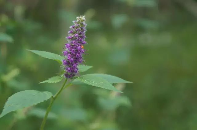 生长在农村的这80种花草好看还很有用一竞技平台(图69)