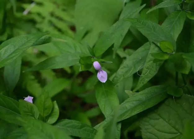 生长在农村的这80种花草好看还很有用一竞技平台(图71)