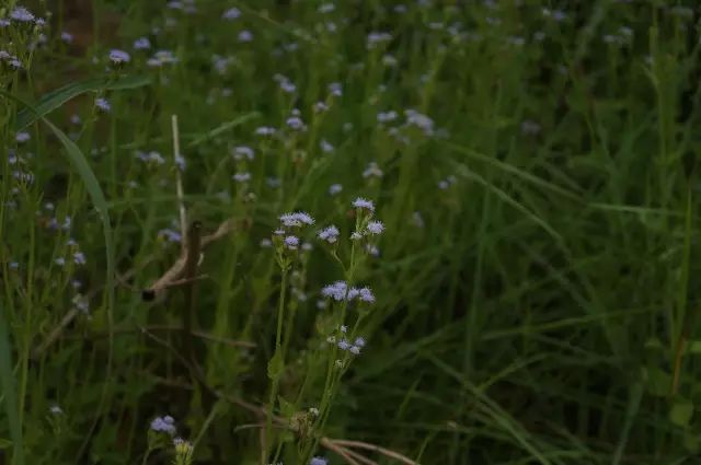 生长在农村的这80种花草好看还很有用一竞技平台(图72)