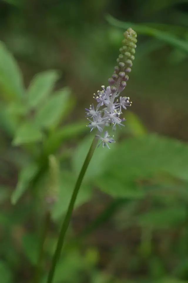 生长在农村的这80种花草好看还很有用一竞技平台(图73)