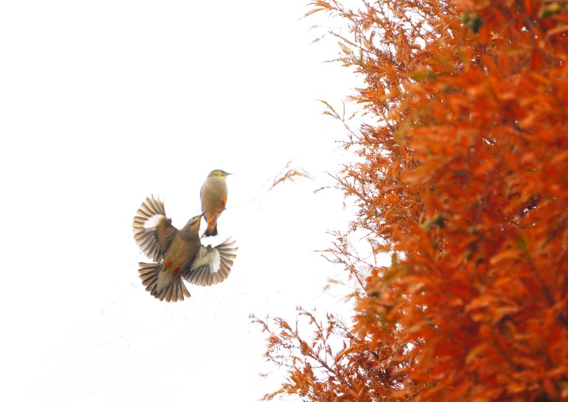 DSC06233aa