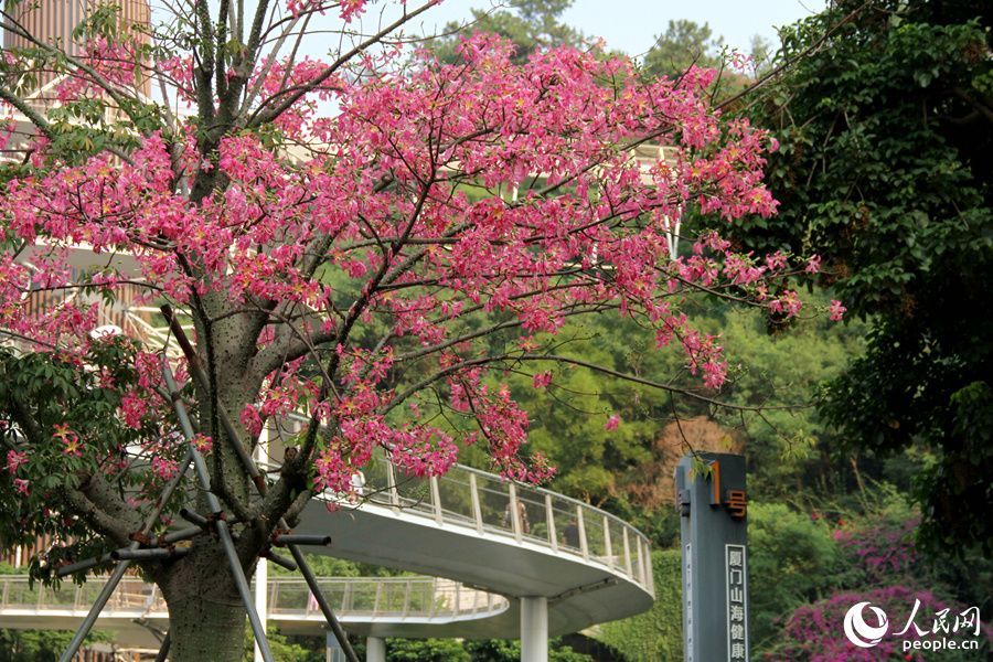 厦门山海健康步道两侧“美人树”花朵竞相绽放。人民网记者 陈博摄