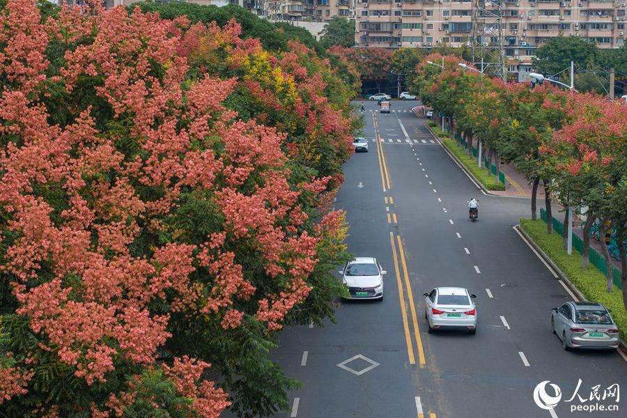 厦门湖里和宁路台湾栾树美景。人民网记者 陈博摄