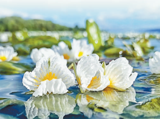 洱海的海菜花。 王夏磊 摄