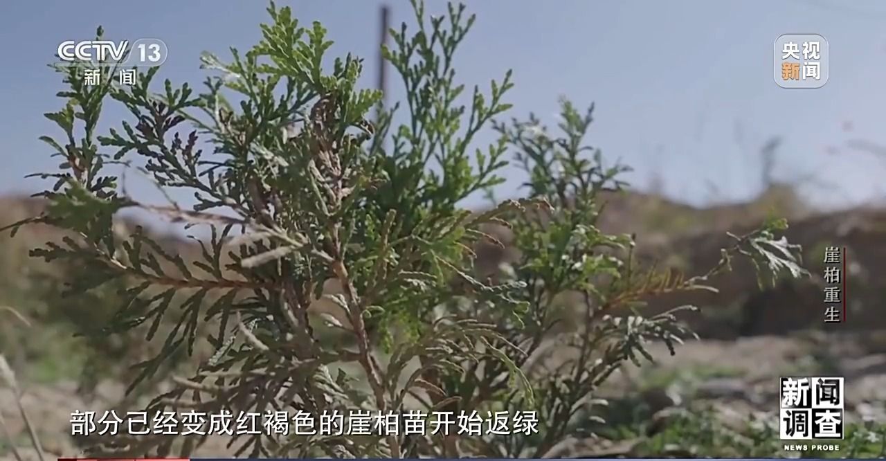 野外灭绝→百万植株这是植物界“大熊猫”崖柏的重生日记