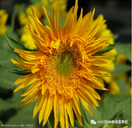 向日葵 86572267.jpg?width=480