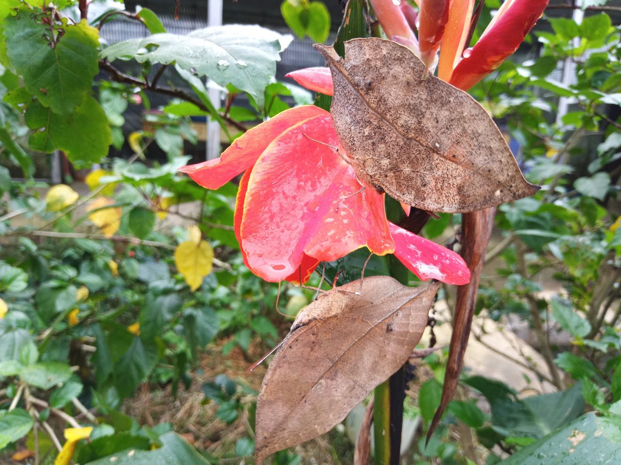 “变身”为“枯叶”