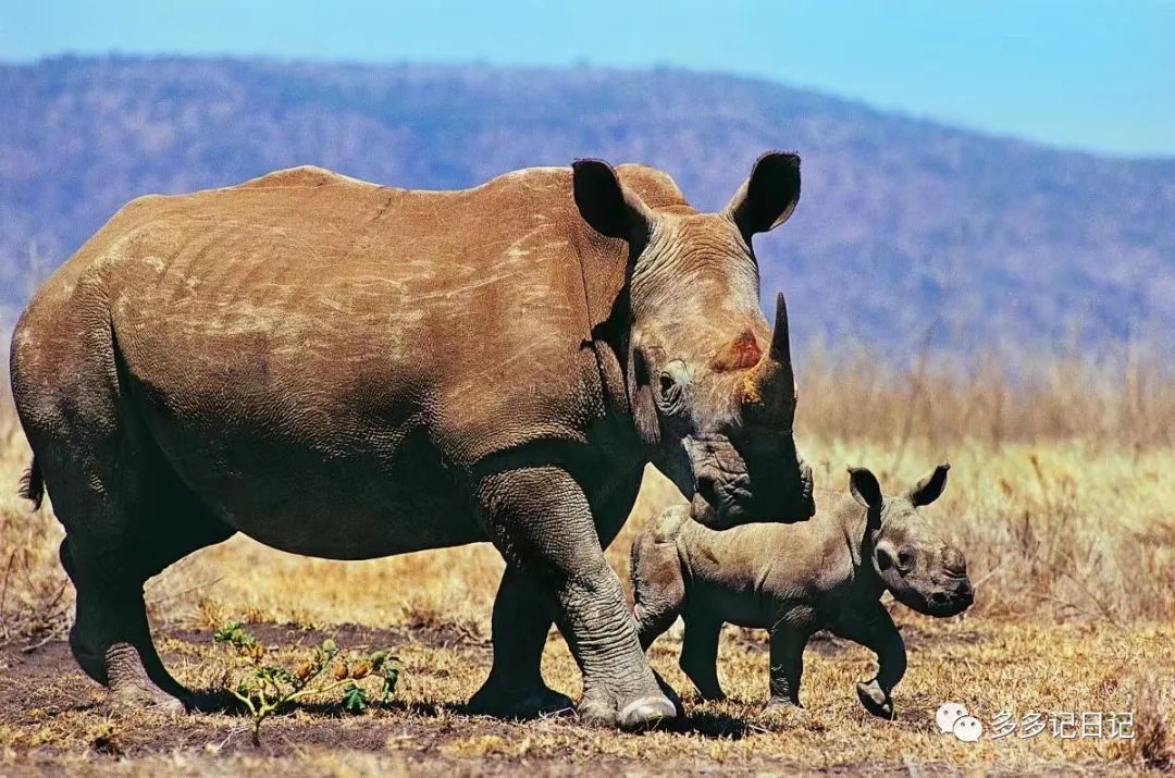 犀（xī）牛- 关注森林