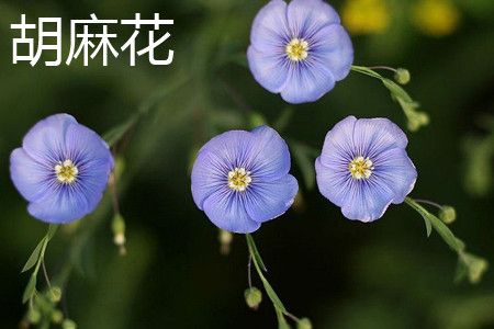 胡麻花