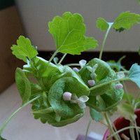 貝殼花