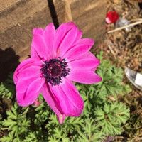 銀蓮花