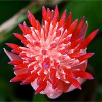 水塔花