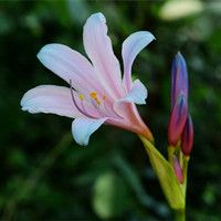 换锦花