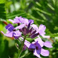 藍(lán)香芥