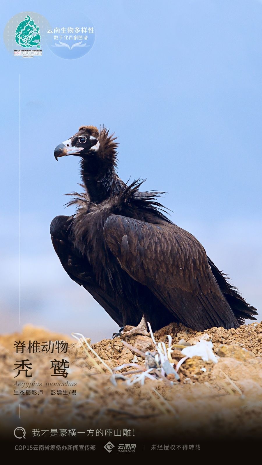 禿鷲 禿鷲
