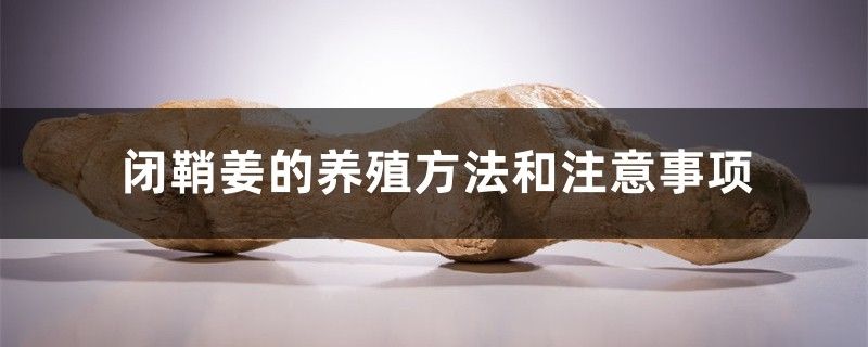 闭鞘姜的养殖方法和注意事项