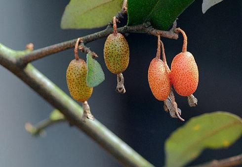 牛奶子是一种什么样的植物