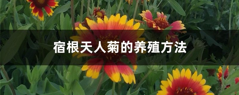 宿根天人菊的養殖方法和注意事項