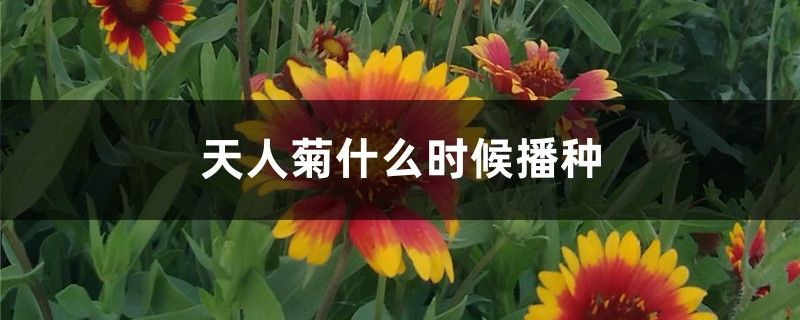 天人菊什么時候播種