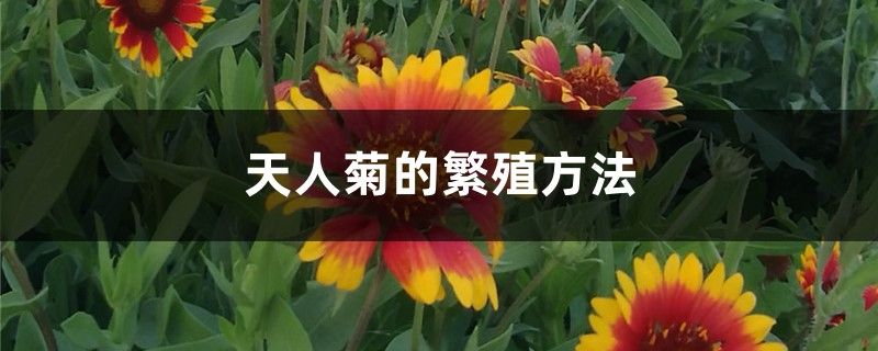 天人菊的繁殖方法