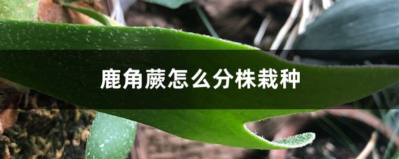 鹿角蕨怎么分株栽種