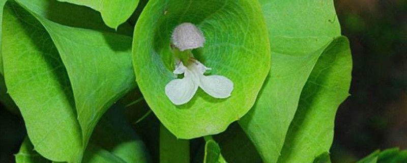 貝殼花怎么養