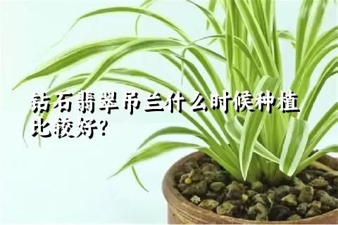 钻石翡翠吊兰什么时候种植比较好？