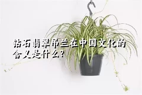 钻石翡翠吊兰在中国文化的含义是什么？