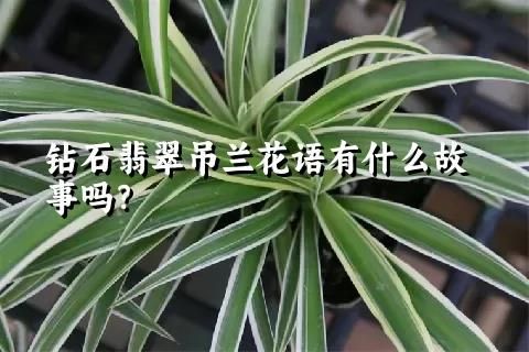 钻石翡翠吊兰花语有什么故事吗？