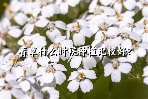 蓍草什么时候种植比较好？