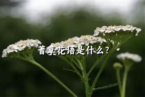 蓍草花语是什么？