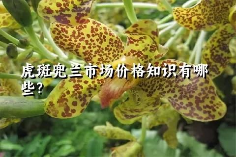 虎斑兜兰市场价格知识有哪些？