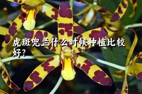 虎斑兜兰什么时候种植比较好？