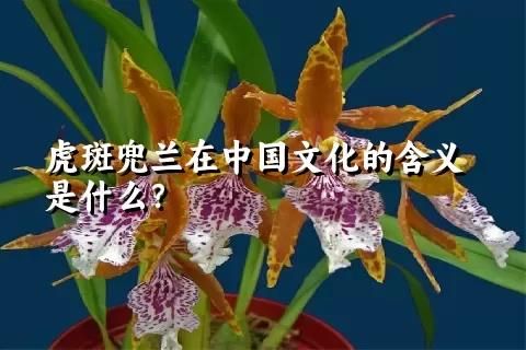 虎斑兜兰在中国文化的含义是什么？