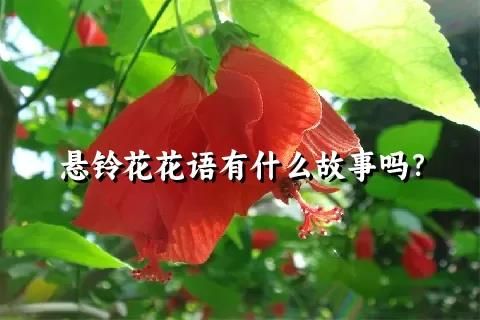 悬铃花花语有什么故事吗？