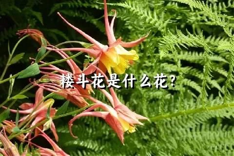 耬斗花是什么花？