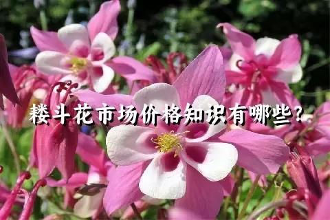 耬斗花市場價格知識有哪些？