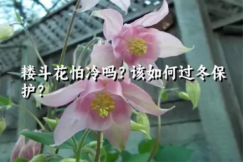 耬斗花怕冷嗎？該如何過冬保護？