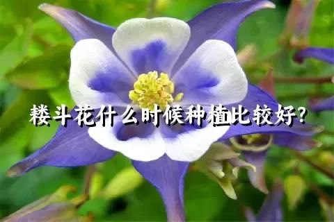 耬斗花什么時候種植比較好？