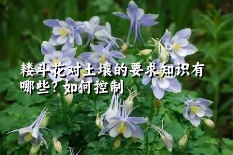 耬斗花對土壤的要求知識有哪些？如何控制