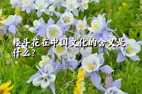 耬斗花在中國文化的含義是什么？