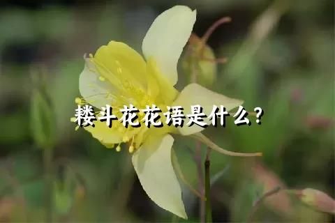 耬斗花花語是什么？
