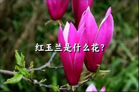 紅玉蘭是什么花？