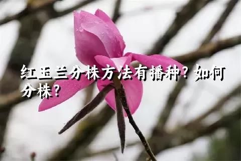 紅玉蘭分株方法有播種？如何分株？