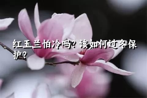 紅玉蘭怕冷嗎？該如何過冬保護？