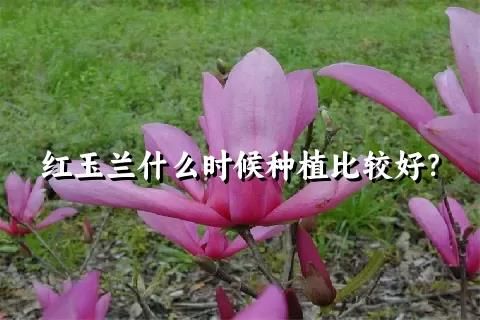 紅玉蘭什么時候種植比較好？