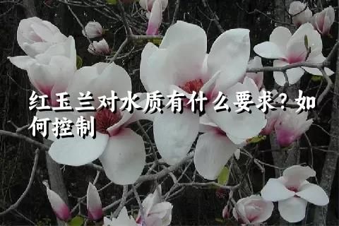 紅玉蘭對水質有什么要求？如何控制