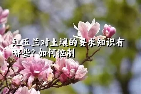 紅玉蘭對土壤的要求知識有哪些？如何控制