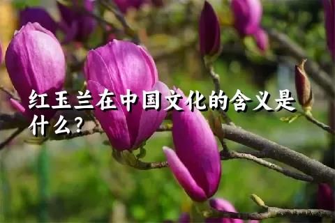 紅玉蘭在中國文化的含義是什么？